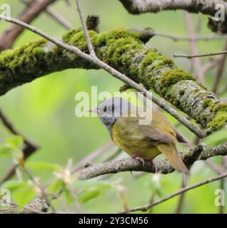 Trauer Warbler (Geothlypis philadelphia) Aves Stockfoto