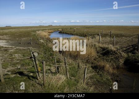 Salzwiesen auf der Hallig Langeness, Schleswig-Holstein, Deutschland, Europa Stockfoto