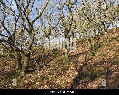 Ein heller, sonnendurchfluteter Winterwald auf einem Hügel mit verdrehten Bäumen und Ästen, die Schatten auf den Boden werfen, umgeben von moosbedeckten Felsen mit hellen Stockfoto