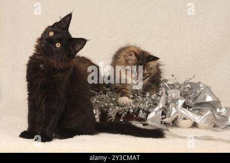 Norwegische Waldkatze, zwei Kätzchen, norwegische Waldkatze, zwei Kätzchen Stockfoto