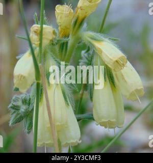 Haarige Goldene Tropfenplantae (Onosma echioides) Stockfoto