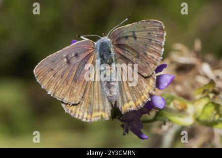 Männlicher Schmetterling aus violettem Kupfer mit offenen Flügeln, der von hinten auf einer violetten Blume sitzt Stockfoto