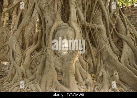 Kopf eines Buddha, der mit Wurzeln in Wat Mahathat, Ayutthaya, Thailand, Asien bewachsen ist Stockfoto