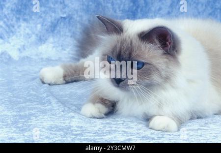 Birman-Katzenkätzchen männlich, 10 Wochen alter Blaupunkt Stockfoto