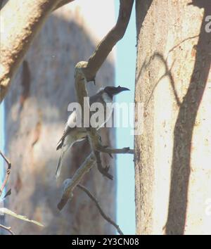 Lauter Friarbird (Philemon corniculatus) Aves Stockfoto