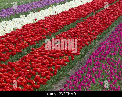 Ein farbenfrohes Blumenfeld mit hübschen Reihen blühender roter, weißer und violetter Tulpen, egmond aan zee, Nordsee, niederlande Stockfoto