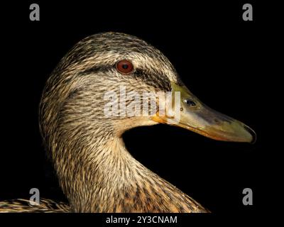 Nahaufnahme des Kopfes einer weiblichen Mallard Duck Stockfoto