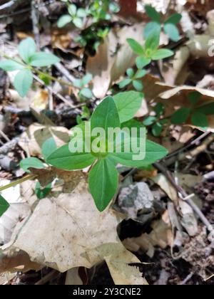 Lakritzbettstroh (Galium circaezans) Plantae Stockfoto