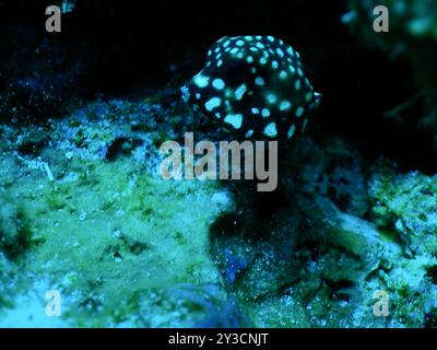 Glatter Trunkfish (Lactophrys triqueter) Actinopterygii Stockfoto