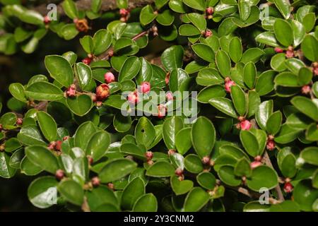 Hjelmqvist's Cotoneaster (Cotoneaster hjelmqvistii) Plantae Stockfoto