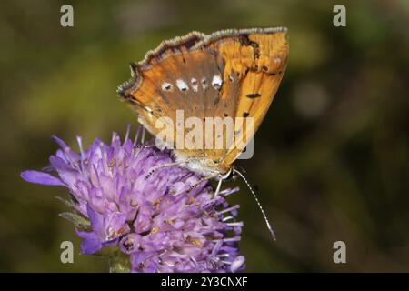 Knapper, kupferfarbener Schmetterling mit geschlossenen Flügeln, der auf einer violetten Blume sitzt und rechts lutscht Stockfoto