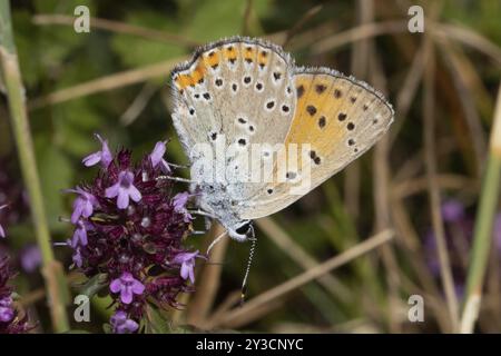 Männlicher Schmetterling aus violettem Kupfer mit geschlossenen Flügeln, der auf violetter Blume sitzt und nach unten blickt Stockfoto