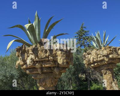 Zwei große Kakteen stehen in Stein, Topfbehälter im Freien, barcelona, mittelmeer, spanien Stockfoto