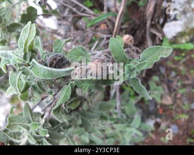 Griechischer Salbei (Salvia fruticosa) Plantae Stockfoto