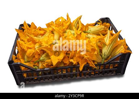 Kürbisblüten in Kiste, gelbe Zucchini-Blüten in Draufsicht isoliert auf weiß mit Schnittpfad enthalten Stockfoto