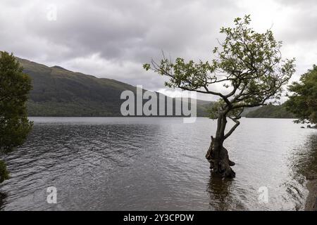 Regnerisches Wetter im Anzug, Panoramablick auf Loch Lomond, Firkin Point, Loch Lomond und den Trossachs National Park, Schottland, Großbritannien Stockfoto