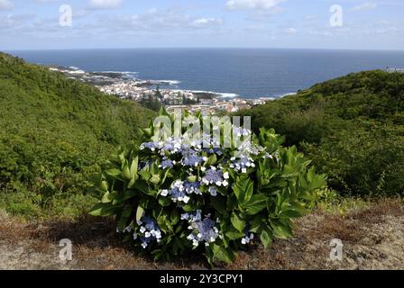 Hortensie und Santa Cruz von Monte da Ajuda, Graciosa Stockfoto