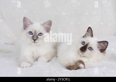 HEILIGE KATZE VON BIRMA, HEILIGE KATZE VON BIRMA, BIRMAN CAT, KÄTZCHEN, WURF, BLUEPOINT, SEALPOINT Stockfoto