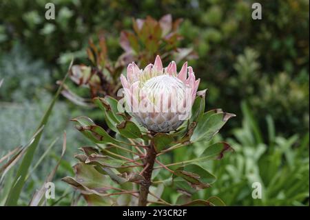 Königsprotea (Protea Cynaroides) Stockfoto