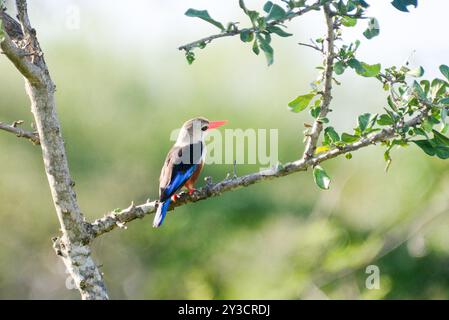 Graukopf Eisvogel (kastanienbauchvogel) – Halcyon leucocephala – Uganda Stockfoto