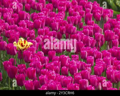 Dicht gepflanzte rosafarbene Tulpen mit einer gelb-roten Blume zwischen ihnen, egmond aan Zee, Nordsee, niederlande Stockfoto