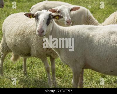 Nahaufnahme von zwei Schafen auf einer grünen Wiese, aufmerksam auf die Kamera blickend, bislich, rhein, niederrhein, deutschland Stockfoto