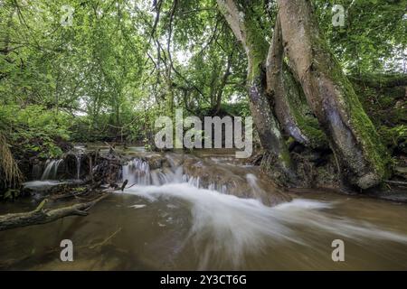 Ein breiter Bach fließt durch einen üppigen Wald mit großen, moosigen Bäumen und sprudelndem Wasser, Allensbach, Bodensee, Baden-Württemberg, Deutschland, Europa Stockfoto