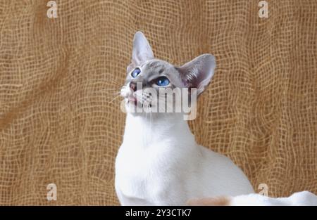 Siamkatze Robbensilber-tabby bräunlich färbendes Männchen 5 Monate alt Stockfoto