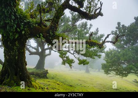Verdrehte Bäume im Nebel im Fanal-Wald auf der portugiesischen Insel Madeira. Riesige, moosbedeckte Bäume schaffen eine dramatische, verängstigte Landschaft Stockfoto