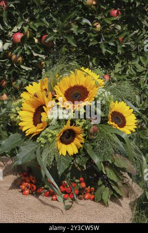 Stillleben im Herbst, Sonnenblumen, Kürbisse, Hagebutten, Herbsternte, Stillleben, Sonnenblume, Pumpins, Rosenhüften Stockfoto