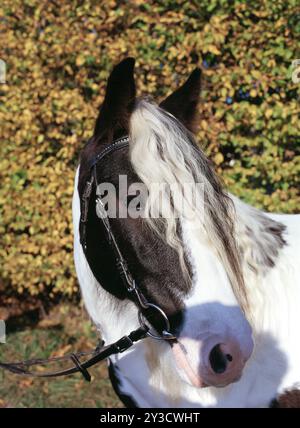 Tinker, Wallach, 5 Jahre alt Stockfoto