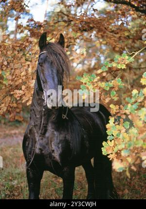 Friesisch, friesisch, schwarz, Pferd, Stute, 6 Jahre alt Stockfoto