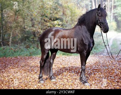 Friesisch, friesisch, schwarz, Pferd, Stute, 6 Jahre alt Stockfoto
