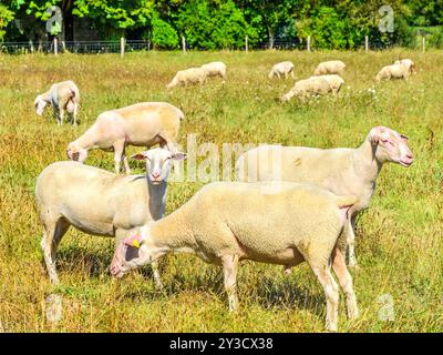 Neu gescherte Schafe auf Bio-Farm - Martizay, Indre (36), Frankreich. Stockfoto