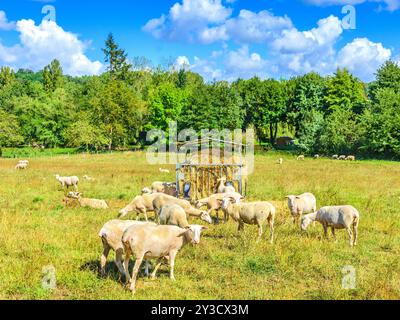 Neu gescherte Schafe auf Bio-Farm - Martizay, Indre (36), Frankreich. Stockfoto