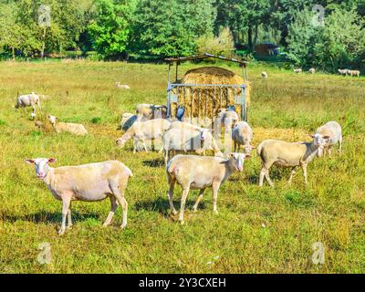 Neu gescherte Schafe auf Bio-Farm - Martizay, Indre (36), Frankreich. Stockfoto