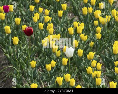 Ein lebhaftes Tulpenfeld mit überwiegend gelben Blüten sowie roten und weißen Blüten, egmond aan Zee, Nordsee, niederlande Stockfoto