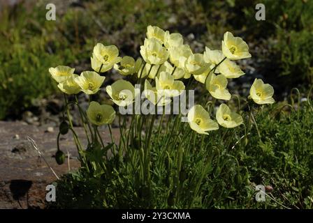 Gelber Mohn, Botanischer Garten, Tromsoe, Troms, Norwegen, Europa Stockfoto