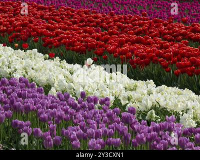 Ein farbenfrohes Blumenfeld mit Reihen roter, weißer und lila Tulpen in voller Blüte, egmond aan zee, Nordsee, niederlande Stockfoto