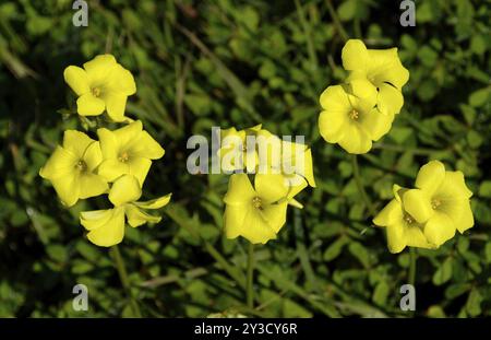 Oxalis pes caprae an der Ponta da Piedade, Lagos, Algarve, Portugal, Europa Stockfoto