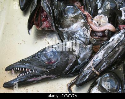 Köpfe des schwarzen Degenfisches Aphanopus carbo, der von der Filetierung auf einem Marktstand in funchal madeira übrig geblieben ist Stockfoto