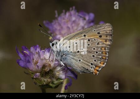 Männlicher Schmetterling aus violettem Kupfer mit geschlossenen Flügeln, der auf einer violetten Blume sitzt und links aussehend lutscht Stockfoto