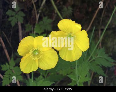 Nahaufnahme von zwei leuchtend gelben walisischen Mohnblumen vor dunklem Hintergrund Stockfoto