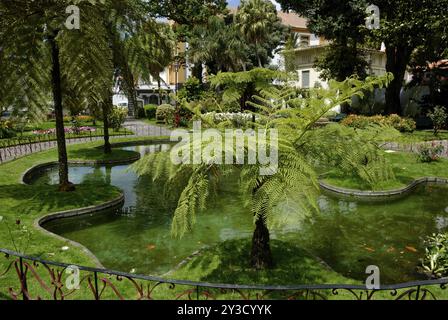 Baumfarne im Jardim Publico, Angra do Heroismo, Terceira Stockfoto