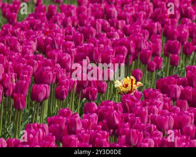 Einzelne gelb-rote Tulpe zwischen rosa Tulpenblüten, egmond aan Zee, Nordsee, niederlande Stockfoto