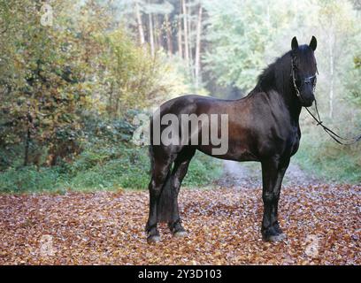 Friesisch, friesisch, schwarz, Pferd, Stute, 6 Jahre alt Stockfoto