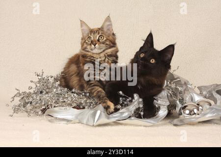 Norwegische Waldkatze, zwei Kätzchen, norwegische Waldkatze, zwei Kätzchen Stockfoto