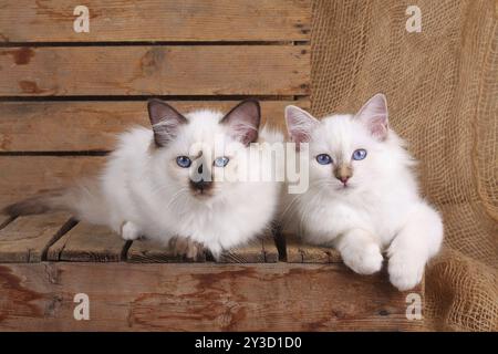 HEILIGE KATZE VON BIRMA, HEILIGE KATZE VON BIRMA, BIRMAN CAT, KÄTZCHEN, WURF, INTERESSIERT Stockfoto