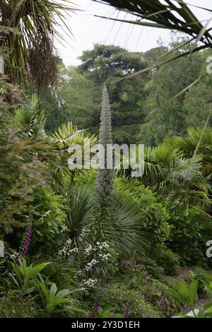Echium pininana (Riesenviper-Bugloss) Stockfoto