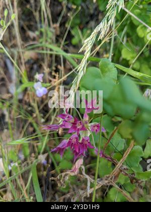 Zwiebel (Allium crispum) Plantae Stockfoto